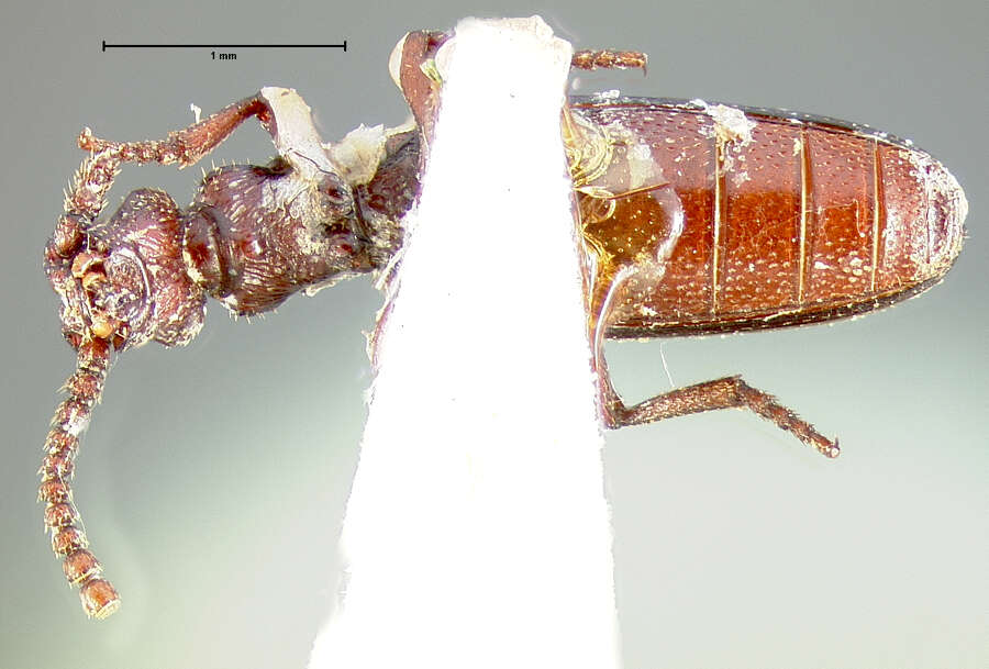 Image of narrow-waisted bark beetles