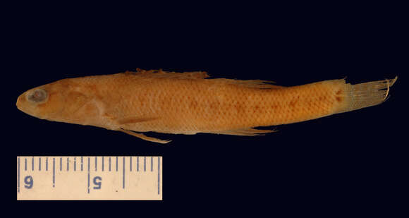 Image of Redfin Darter