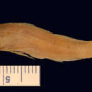 Image of <i>Boleosoma barratti</i>