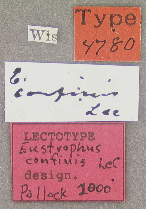 Image of Eustrophopsis confinis (Le Conte 1866)