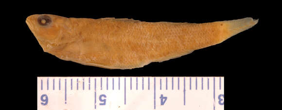 Sivun Etheostoma grahami (Girard 1859) kuva