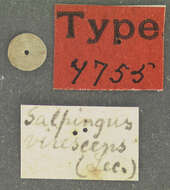 Image of Sphaeriestes virescens Le Conte 1850