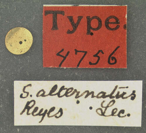 Image of Sphaeriestes alternatus (Le Conte 1859)