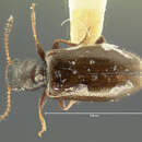 Image of Sphaeriestes tibialis (Le Conte 1866)