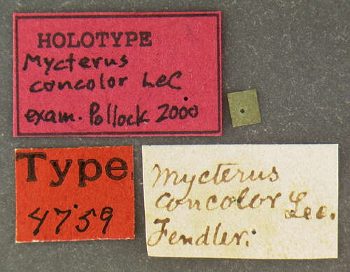 Imagem de Mycterus concolor Le Conte 1853
