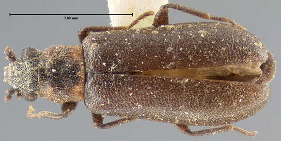 Image of Lacconotus