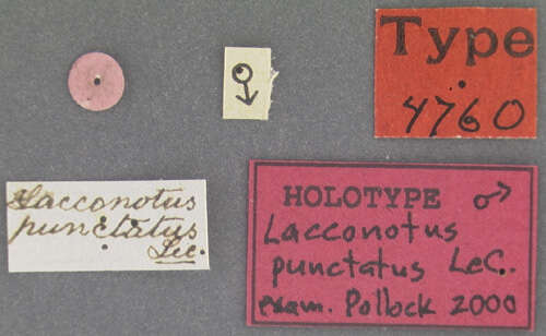 Image of Lacconotus punctatus Le Conte 1862