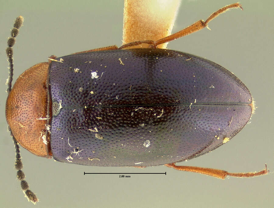 Image of Tetratoma (Tetratoma) truncorum Le Conte 1866