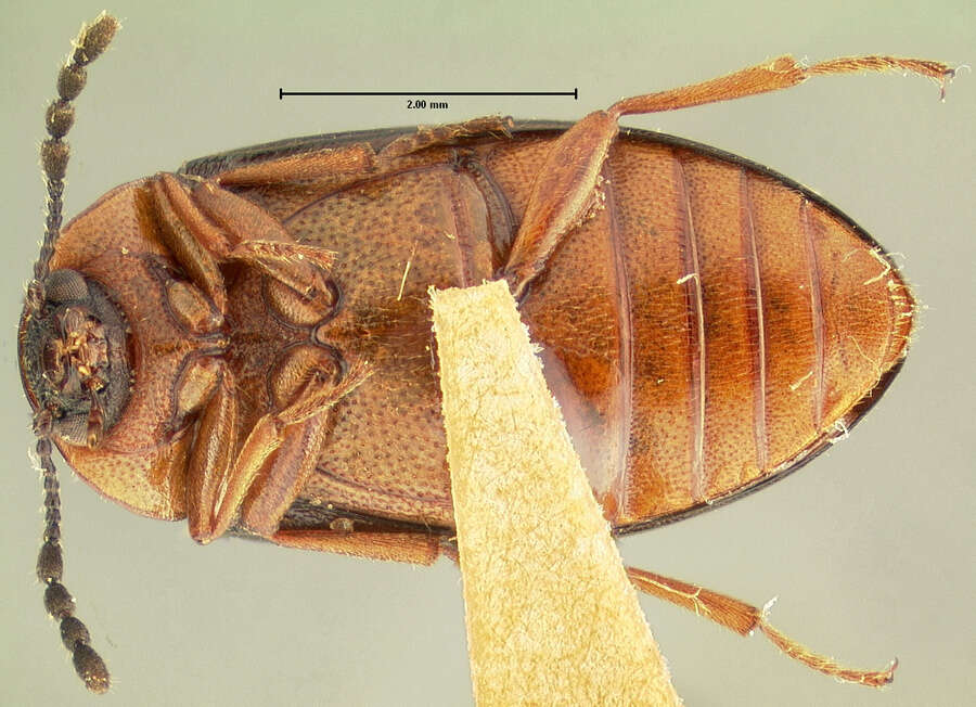 Image of Tetratoma (Tetratoma) truncorum Le Conte 1866