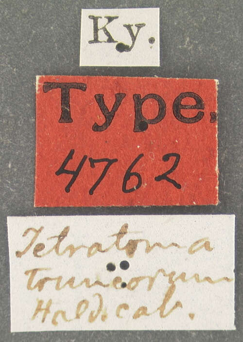 Image of Tetratoma (Tetratoma) truncorum Le Conte 1866