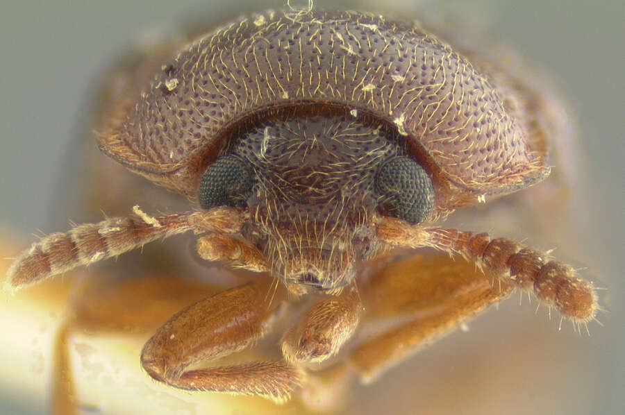 Image of Tetratoma (Incolia) concolor Le Conte 1879