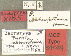 Image of Pyrota akhurstiana Horn 1891