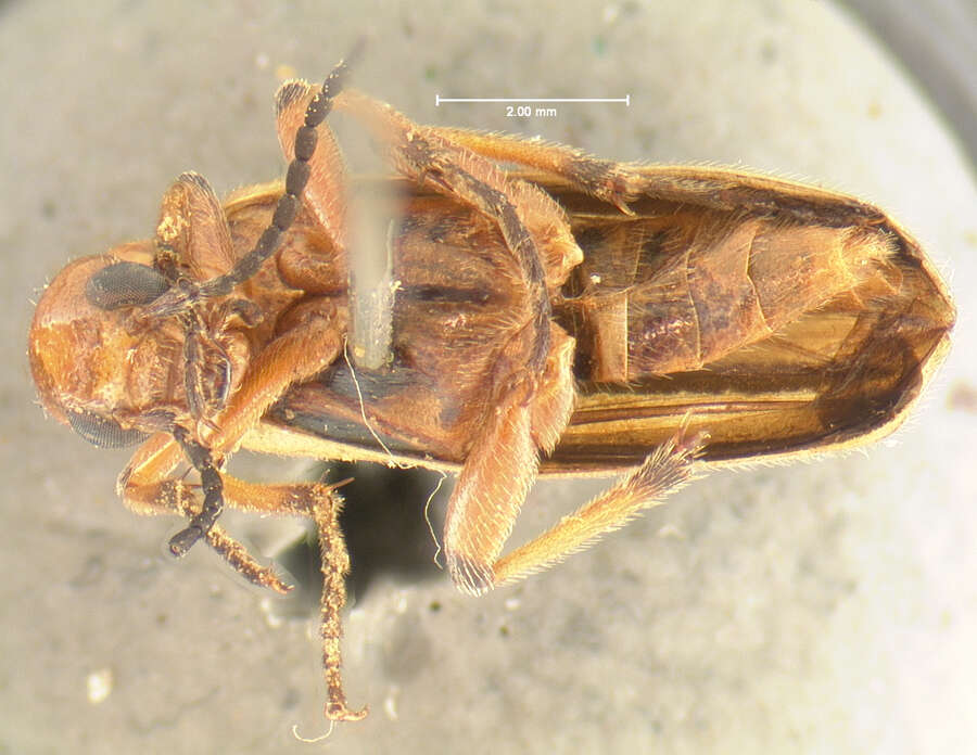 Image of Clypeadon dreisbachi (R. Bohart 1959)