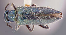 Image of <i>Calospasta viridis</i>