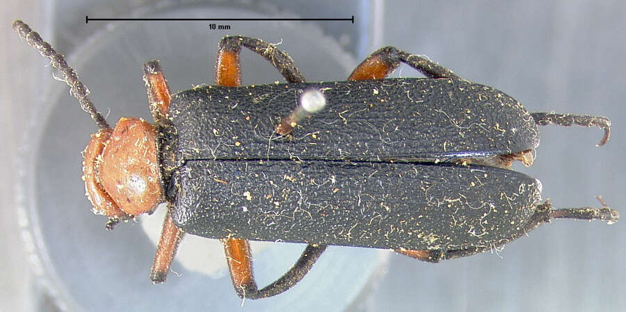 Image of Lytta (Paralytta) deserticola Horn 1870