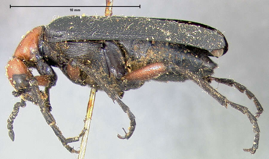 Image of Lytta (Paralytta) deserticola Horn 1870