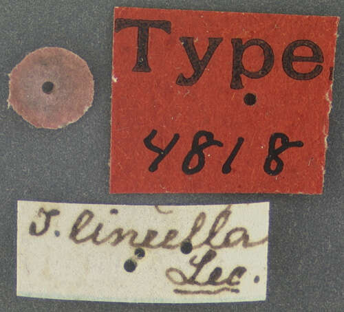 Image of Tomoxia lineella Le Conte 1862