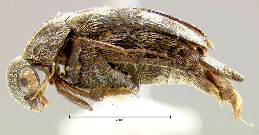 Plancia ëd Tomoxia inclusa Le Conte 1862