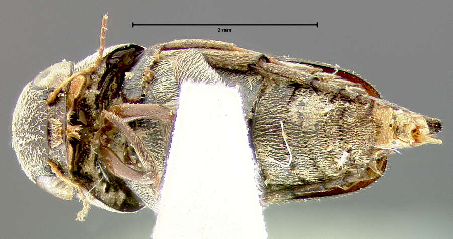 Plancia ëd Tomoxia inclusa Le Conte 1862