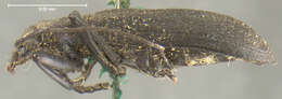 Image of Ditylus gracilis Le Conte 1854