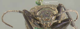 Image of Ditylus gracilis Le Conte 1854