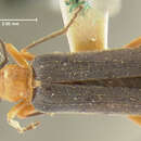 Image of Xanthochroa californica Horn 1874