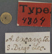 Image of Asclera excavata Le Conte 1852