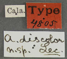 Image of Asclera discolor Le Conte 1874