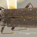 Image of Asclera nigra Le Conte 1852