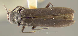 Image of Asclera nigra Le Conte 1852