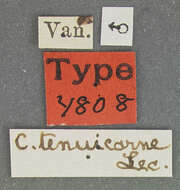 Image of Cephaloon tenuicorne Le Conte 1874