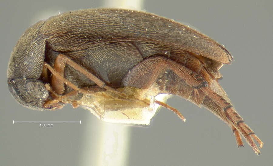 Plancia ëd Mordellistena unicolor Le Conte 1862