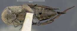 Image of Mordellistena aequalis Smith 1882