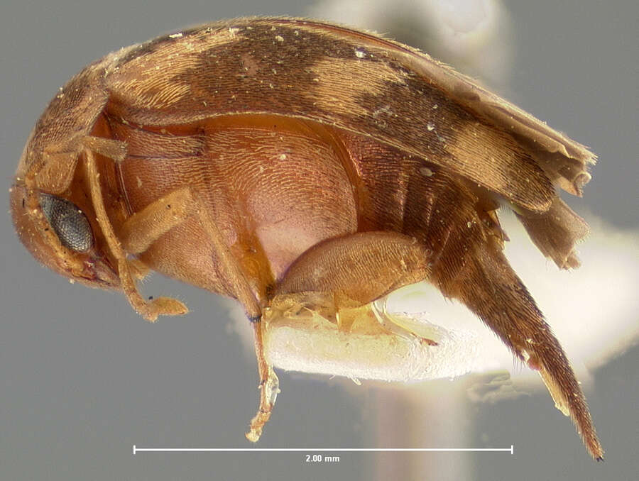 Plancia ëd Mordellistena leporina Le Conte 1862