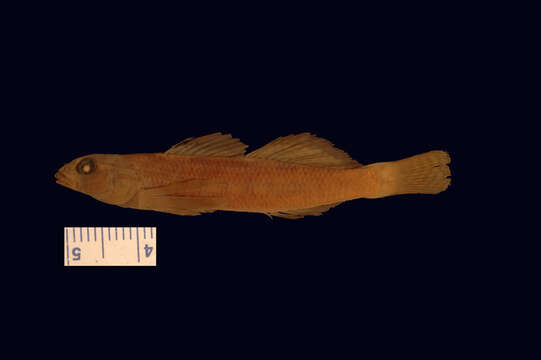 Image of Longfin darter