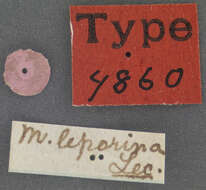 Image of Mordellistena leporina Le Conte 1862