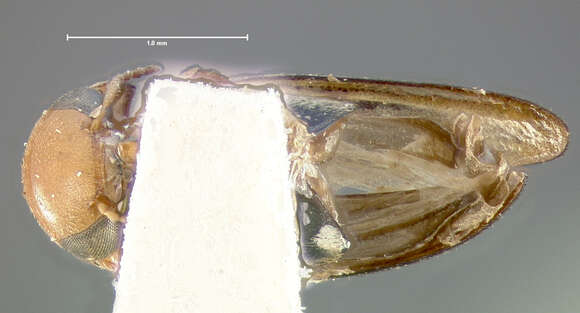 Plancia ëd Mordellistena marginalis (Say 1824)