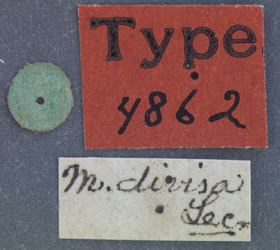 Plancia ëd Mordellistena marginalis (Say 1824)