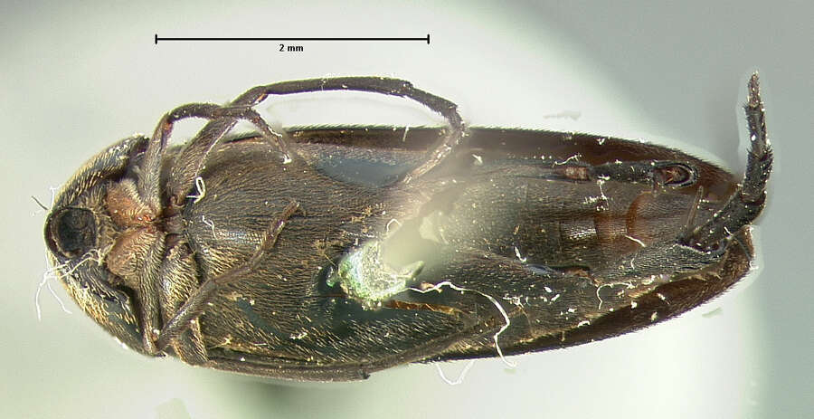 Image of Mordellistena angusta Le Conte 1862
