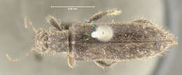 Image of <i>Eurygenius constrictus</i>