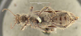 Image of <i>Eurygenius constrictus</i>