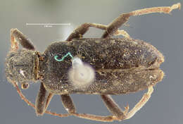 Image of <i>Eurygenius campanulatus</i>