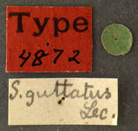 Image of Stereopalpus guttatus Le Conte 1855