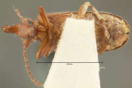 Image of Notoxus apicalis Le Conte 1852