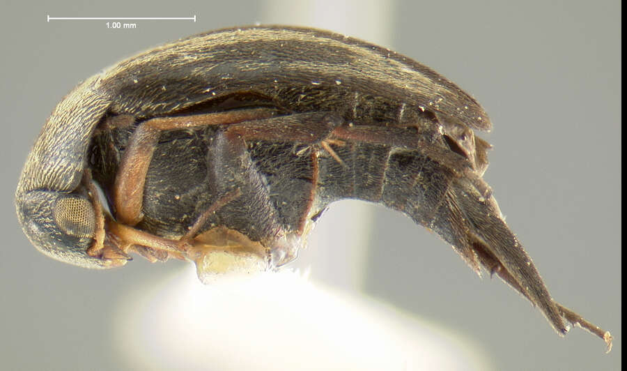 Plancia ëd Mordellistena convicta Le Conte 1862