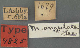 Plancia ëd Mordella angulata Le Conte 1878