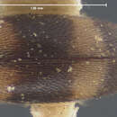 Image of Mordellistena bicinctella Le Conte 1862