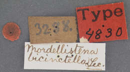 Plancia ëd Mordellistena bicinctella Le Conte 1862