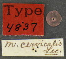 Image of Mordellistena cervicalis Le Conte 1862