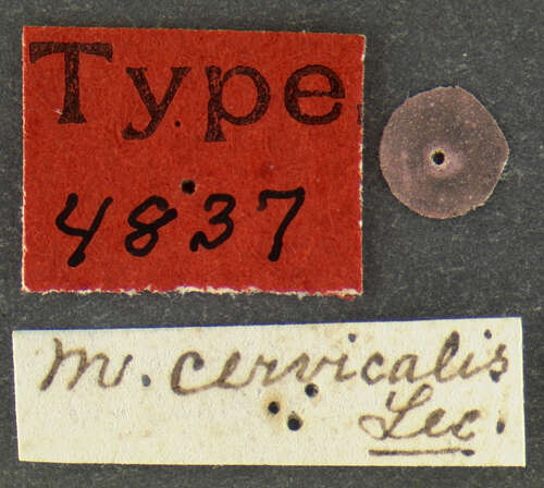 Image of Mordellistena cervicalis Le Conte 1862